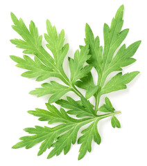 fresh mugwort leaves isolated on white background, top view