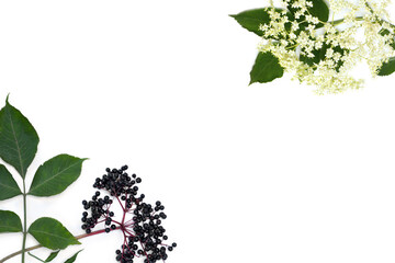 Frame of blossom and fruit black elderberry (Sambucus nigra) on a white background with space for...
