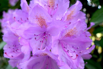 Rhododendron-Blüte close up