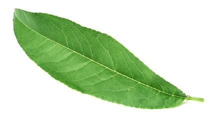 fresh peach leaf isolated on white background