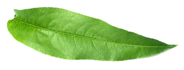 fresh peach leaf isolated on white background