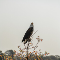 FISH EAGLE
