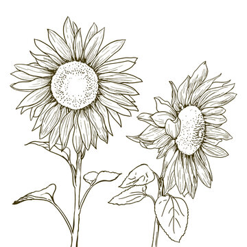 sunflowers drawing on white