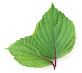 fresh perilla leaves isolated on white background, top view