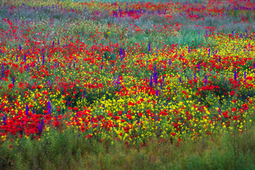 Colorful motley field of blooming poppies, rapeseed and delphinium on a sunny spring day. Blooming steppe, floral background