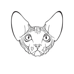 Sphinx, cat face. Hand-drawn vector illustration on white. Sketch. Line art.