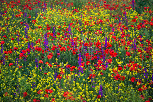 Colorful motley field of blooming poppies, rapeseed and delphinium on a sunny spring day. Blooming steppe, floral background