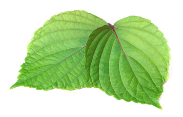 Fototapeta premium fresh perilla leaves isolated on white background