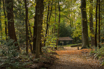 Forest. Sterrebosch.  Frederiksoord Drenthe Netherlands. Maatschappij van Weldadigheid