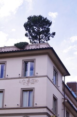 Tree on the roof of a building in via Montebello, Florence, Italy