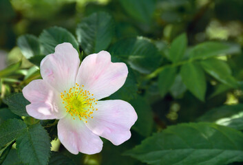 Flower pink dog-rose on twig on a summer day in garden with space for text