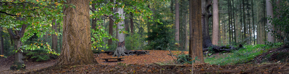 Panorama. Forest. Sterrebosch.  Frederiksoord Drenthe Netherlands. Maatschappij van Weldadigheid