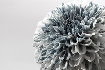 菊の花　グレー　白色