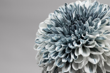 菊の花　グレー　白色