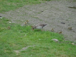 Gänseklein