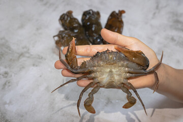 Crab molting science name is Scylla serrata on hand Mud crab for fresh food preservation is raw materials seafood market delicious Thai seafood
