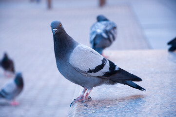 Pigeon in an urban city