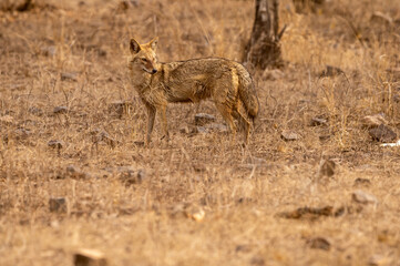 Indian jackal or Canis aureus indicus subspecies of golden jackal at keoladeo national park or bharatpur bird sanctuary rajasthan india