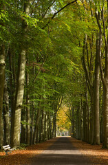 Fall. Autumn. Forest. Maatschappij van Weldadigheid Frederiksoord. Drenthe. Netherlands. Lane structure.