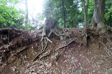 Fototapeta na wymiar 八国山緑地　木の根