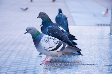 Pigeon in an urban city