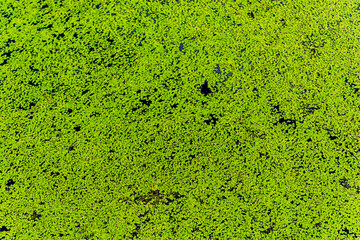 minimal salvinia covering a pond