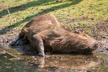 Capibara rolt door de modder