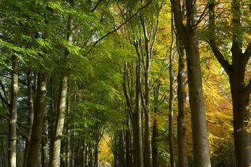 Fototapeta na wymiar Fall. Autumn. Forest. Maatschappij van Weldadigheid Frederiksoord. Drenthe. Netherlands. Lane structure.