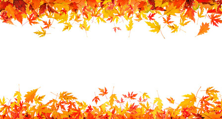 autumn leaves on white background