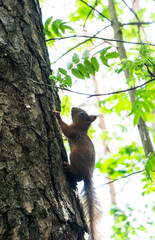 Red squirrel on a tree close-up