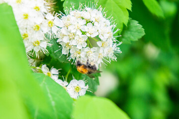 White flowers on a bush close-up