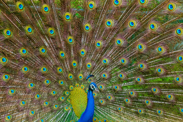 Obraz premium An Indian male peacock dancing 