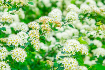 White flowers on a bush close-up