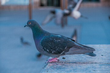 Pigeon in an urban city