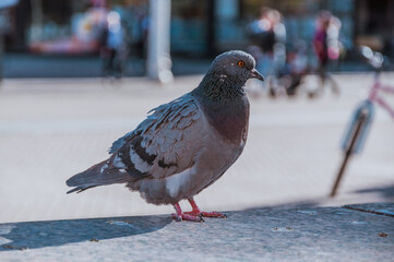 Pigeon in an urban city