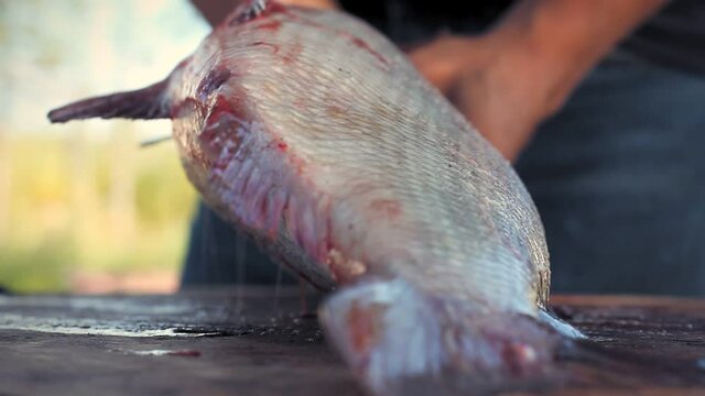 Yukon river, Alaska. Side view of fisherman opening an alaskan White Fish on a table with a knife. 