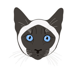 Siamese cat, cat face. Hand-drawn vector illustration on white.