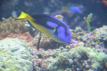 Tropical fish in aquarium, Berlin