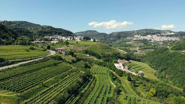 Vineyards in Valpolicella, Veneto, Verona, Italy