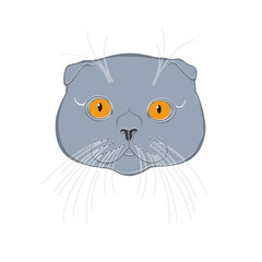 The face of a Scottish fold cat. Hand-drawn vector illustration on white.