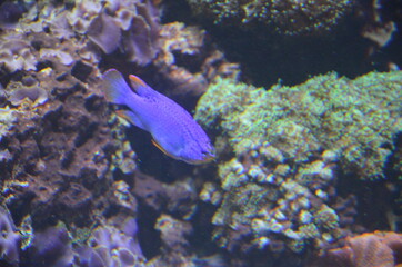 Tropical fish in aquarium, Berlin