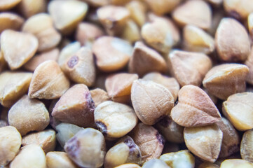 Buckwheat groats closeup. Macro photography