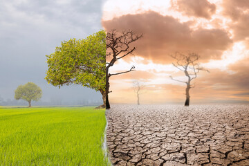 Land with dry and cracked ground and green field .Desert,Global warming background