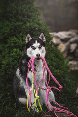 siberian husky dog portrait