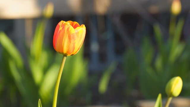 Orange Tulip in the garden in the sunlight
