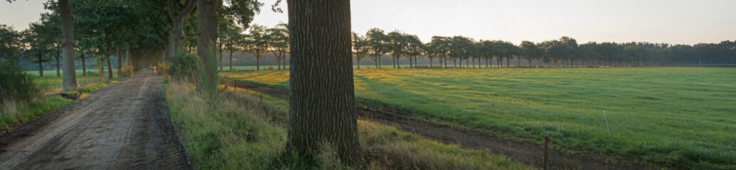 Fototapeta na wymiar Sunset. Beechtrees. Maatschappij van Weldadigheid Frederiksoord. Drenthe. Netherlands. Lane structure. Panorama