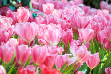 Obraz na płótnie Canvas Fresh colorful tulips flower bloom in the garden