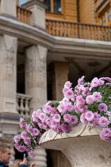 Fototapeta premium pink flowers in a street