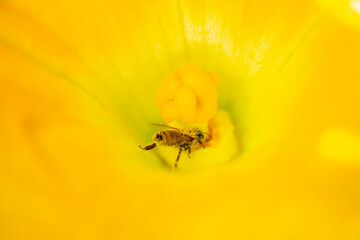 bee with pollen inside the yellow flower