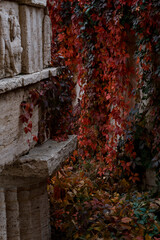 old brick wall with ivy